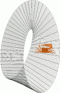 Mobius Strip with crab moving along